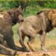 30 Moments Mother Bear Fight Lion Bravely To Protect Her Cubs | Animal Fight