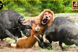 30 Moments The Lion King Didn't Know That The Buffalo Was A Fighter | Animal Fight