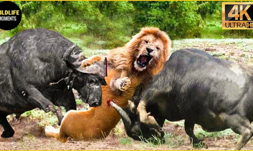 30 Moments The Lion King Didn't Know That The Buffalo Was A Fighter | Animal Fight
