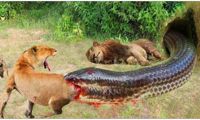 30 Moments When Lions, Tigers And Hyenas Eat Prey Bitten By Black Mamba, What Painful Thing Happens