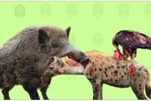 30 Moments When Wild Boars And Eagles Team Up To Fight Hyenas, What Will Happen | Animal Fights