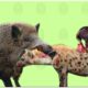 30 Moments When Wild Boars And Eagles Team Up To Fight Hyenas, What Will Happen | Animal Fights