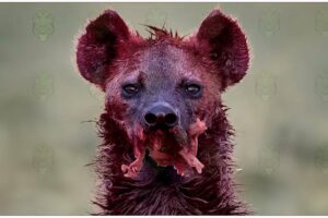 30 Painful Moments! Wounded Hyenas Fight With Wild Animals In The Animal World | Animal Fights