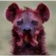 30 Painful Moments! Wounded Hyenas Fight With Wild Animals In The Animal World | Animal Fights