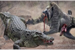 30 Scary Moments Baboons Were Injured When Confronting Crocodiles, Lions, And Leopards