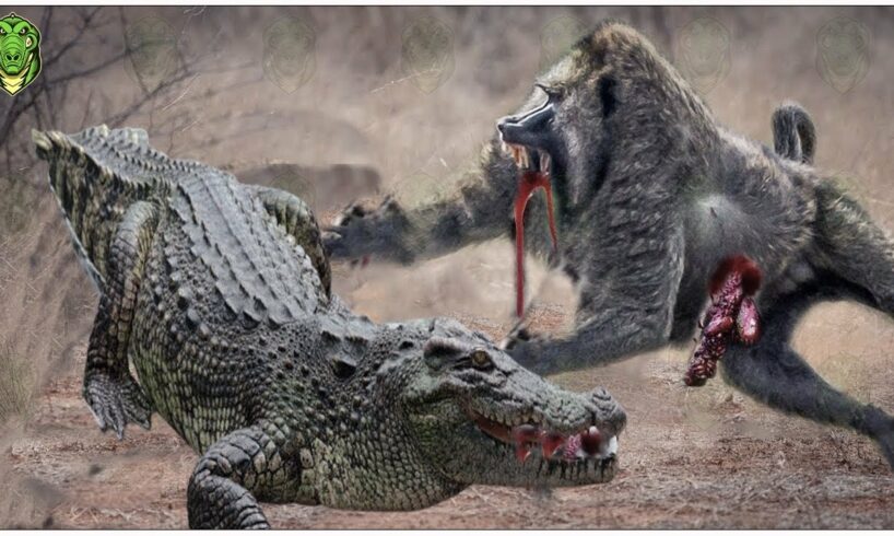 30 Scary Moments Baboons Were Injured When Confronting Crocodiles, Lions, And Leopards
