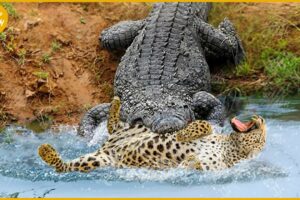 30 Tragic Moment! Unlucky Leopard Faces All Kinds of Dilemmas | Animal Fight