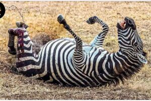 30 Tragic Moments Zebra Injured By Animal Fight | Wild Animals NEW 2024
