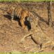 30 hunter moments Hunting and eating zebra, antelope and kudu | Animal Fight ANIMAL 2024