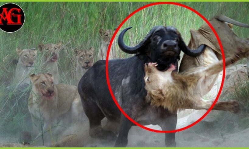 30 predatory lions causing chaos in the animal world | animal fight ANIMAL 2024