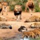 35 Painful Moments! Injured Hyena Fights Lion | Animal Attacks