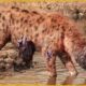 35 Painful Moments! Injured Hyena Fights Wild Animals | Animal Fight