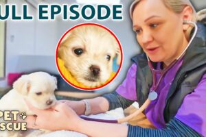 4-Week-Old Puppy is Unable to Walk | The Pet Rescuers - Season 1 Episode 9