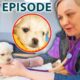4-Week-Old Puppy is Unable to Walk | The Pet Rescuers - Season 1 Episode 9