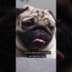 5 Cutest Dogs In The World #funny