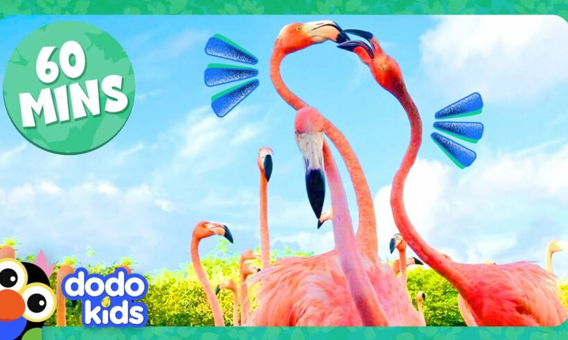 60 Minutes Of The Coolest Animals On Earth! | Dodo Kids | Animal Videos For Kids