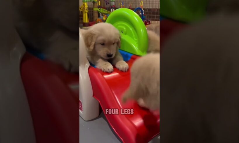 7 Of the Cutest Puppies In The World 🥰❤️ #dogs #puppies