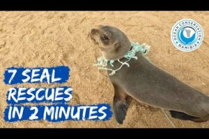 7 Seal Rescues In 2 Minutes