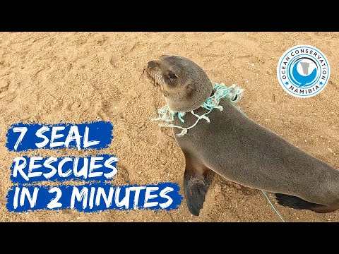 7 Seal Rescues In 2 Minutes