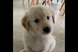 8+ Minutes of Cute & Funny Golden Puppies that Will Make Your Day Full of Happiness 😍💕| Cute Puppies