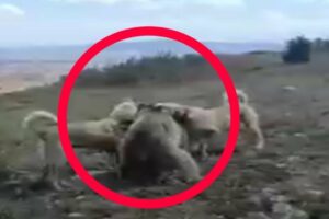 80 Merciless Animal Battles Ever Filmed