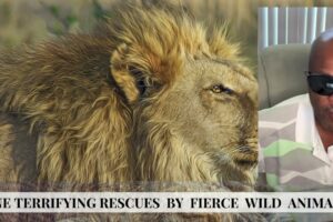 9 Shocking Moments When Wild Animals Rescue Humans