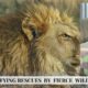 9 Shocking Moments When Wild Animals Rescue Humans