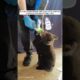 A bear cub was rescued by a kind man #shorts