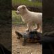 A cute dog is playing with a tortoise |  animals | shorts