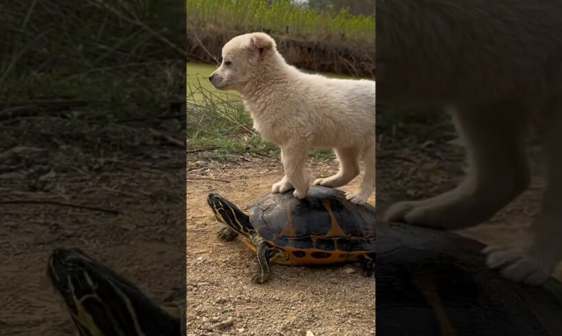 A cute dog is playing with a tortoise |  animals | shorts