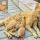 A man helped a dying cat and her kittens. You won't believe what happened next!