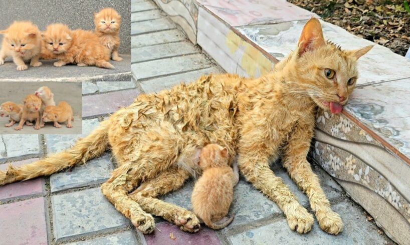 A man helped a dying cat and her kittens. You won't believe what happened next!
