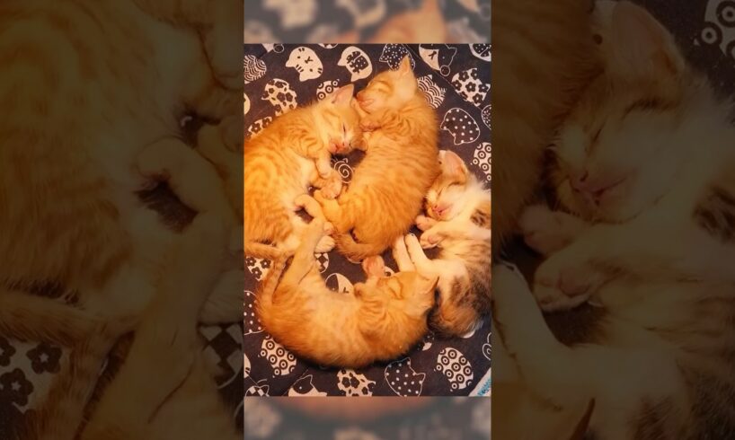 A man rescued four kittens from the icy water #shorts