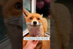 A young woman found an injured fox and the saved it #shorts