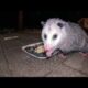 AMSR: Opossum and Oon up close