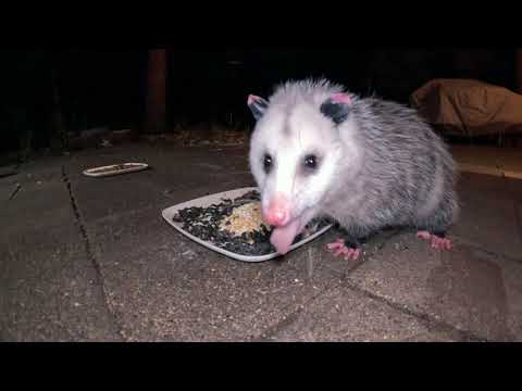AMSR: Opossum and Oon up close