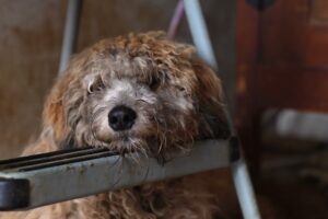 ASPCA Caring for Over 40 Animals Rescued from Hoarding
