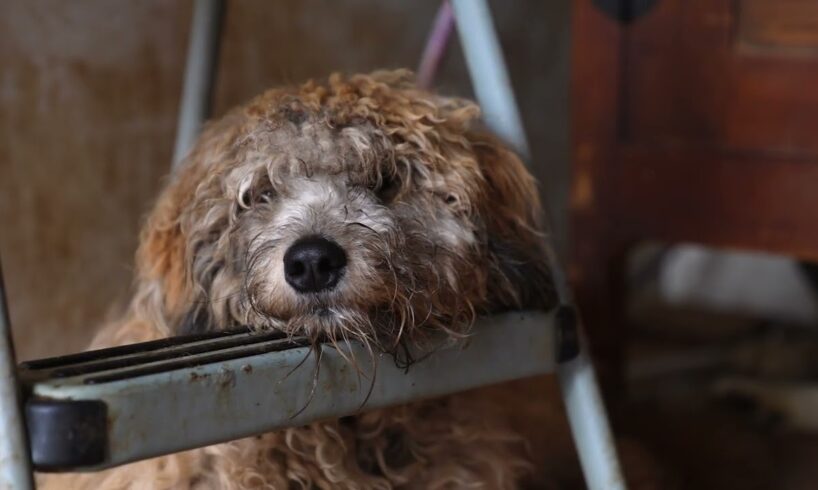 ASPCA Caring for Over 40 Animals Rescued from Hoarding