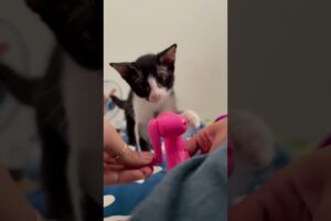 Adorable kitty 🐱 play with little fan #cats #animals #cute #shorts