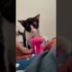 Adorable kitty 🐱 play with little fan #cats #animals #cute #shorts