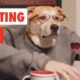 Adulting Dogs | Funny Dog Video Compilation 2017