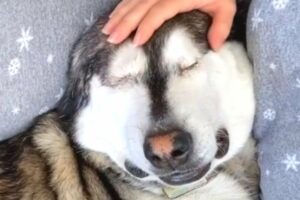 'Aggressive' blind dog turns to mush when he's adopted