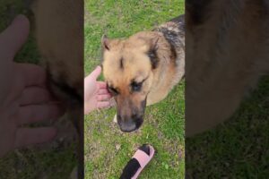 Alinka 💜🐕🐶✨️#praha #animals #dog #game #play #lovedogs #pes #love