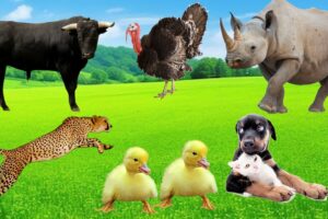 Amazing Familiar Animal Playing Sounds : Cow, Sheep, Duck, Rhino, Leopard,Cat, Deer- Animal Moments