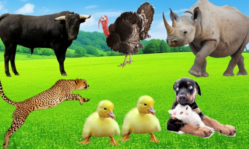 Amazing Familiar Animal Playing Sounds : Cow, Sheep, Duck, Rhino, Leopard,Cat, Deer- Animal Moments
