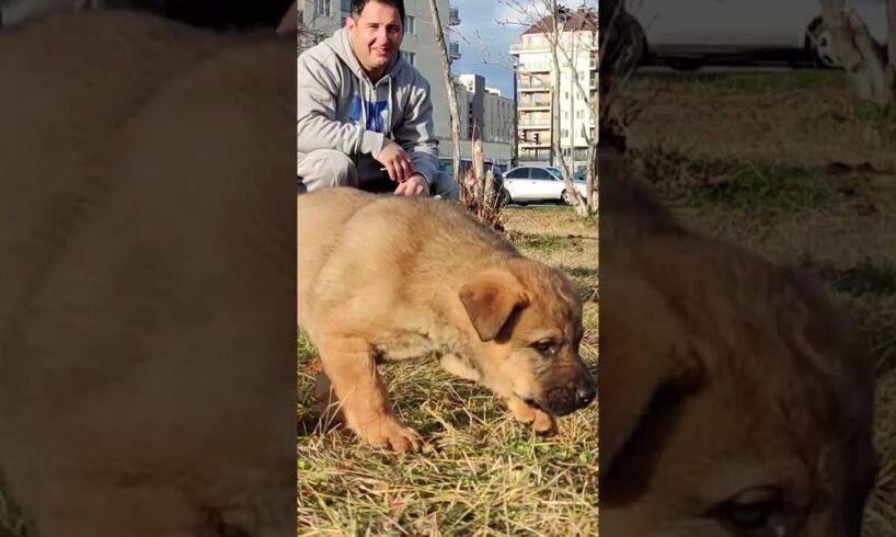 Amazing Rescue of 2 Small Puppies