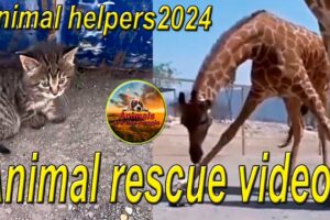 Animal rescue videos/Animal Rescue/Animal helpers2024/animals