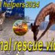 Animal rescue videos/Animal Rescue/Animal helpers2024/animals