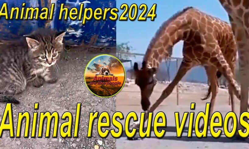 Animal rescue videos/Animal Rescue/Animal helpers2024/animals
