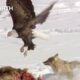 Animals Fight To Survive the Harsh Winter | Yellowstone | BBC Earth